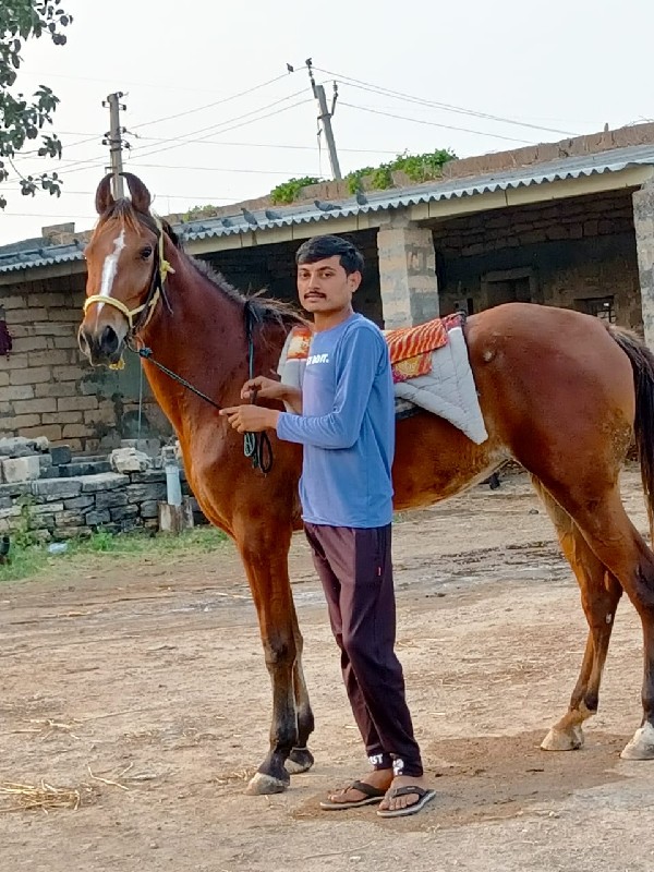 vechvani se