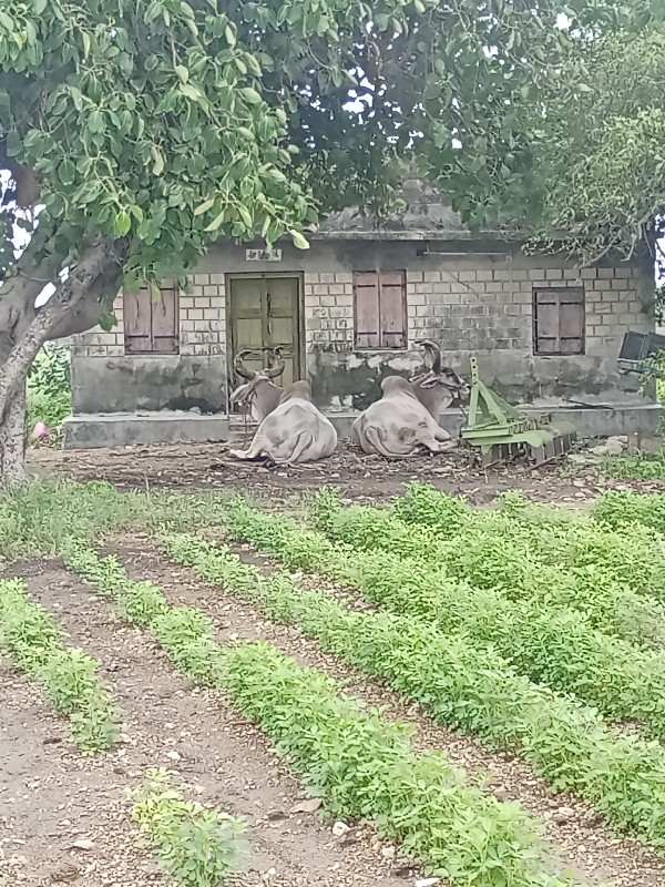 બરધ વેસવાના છે