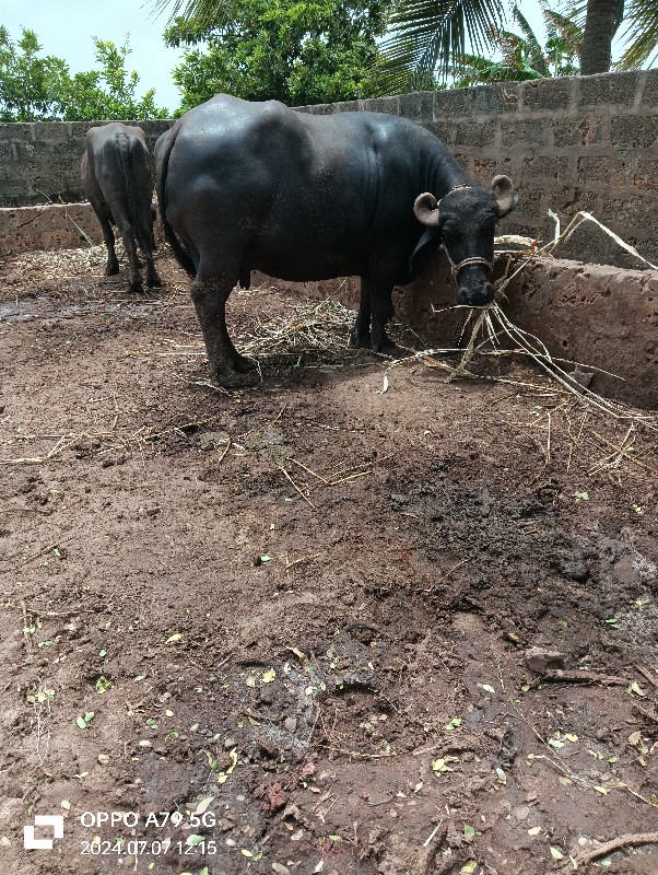 બીજુ વેતર