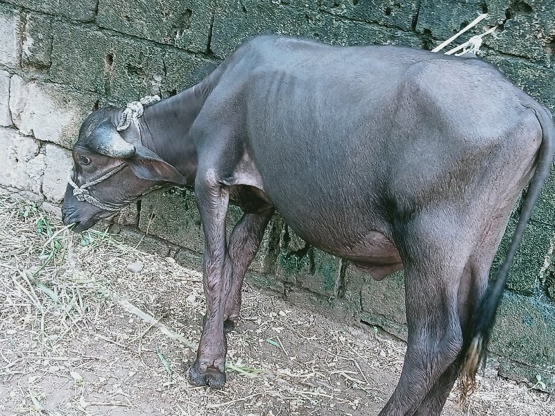 પાડો વેચવાનો છે