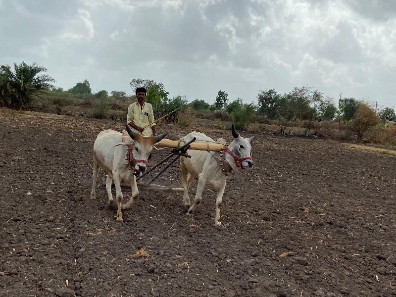 વઢિયાર વેસવાના...