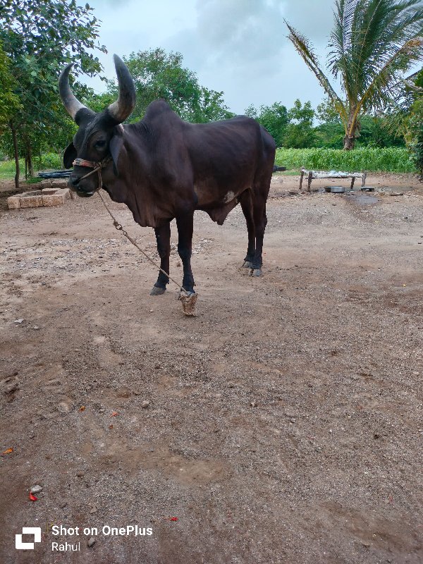 ગોઢલા વેચવાના છ...