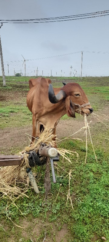 બળદ સોજો છે