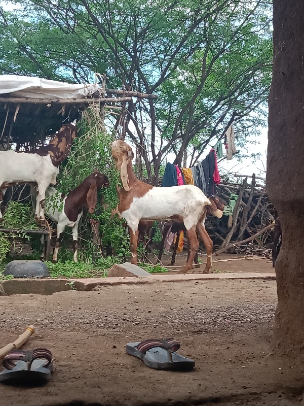 આ રાજસ્થાની બકર...