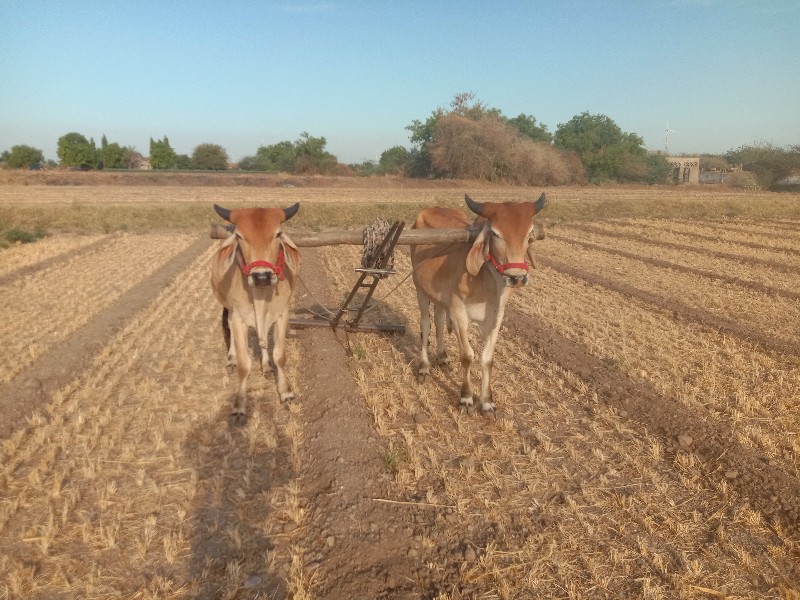 બળદ