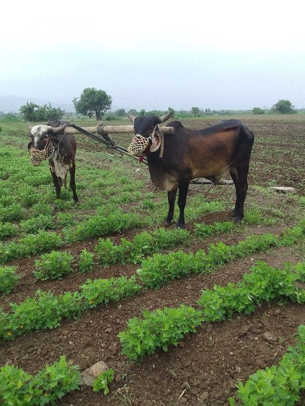 બળદ વેચવાના છે