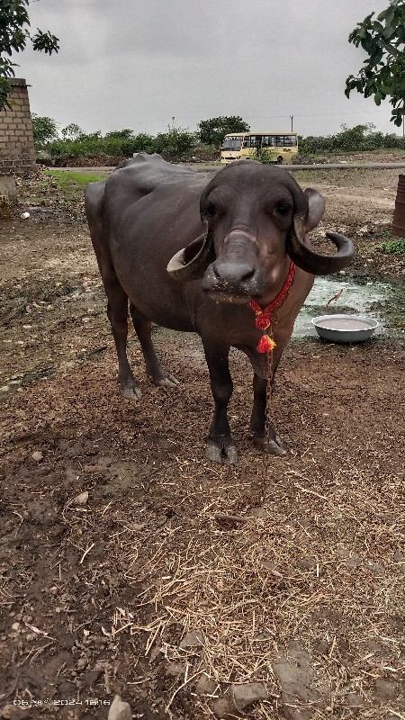 ખડેલી છે