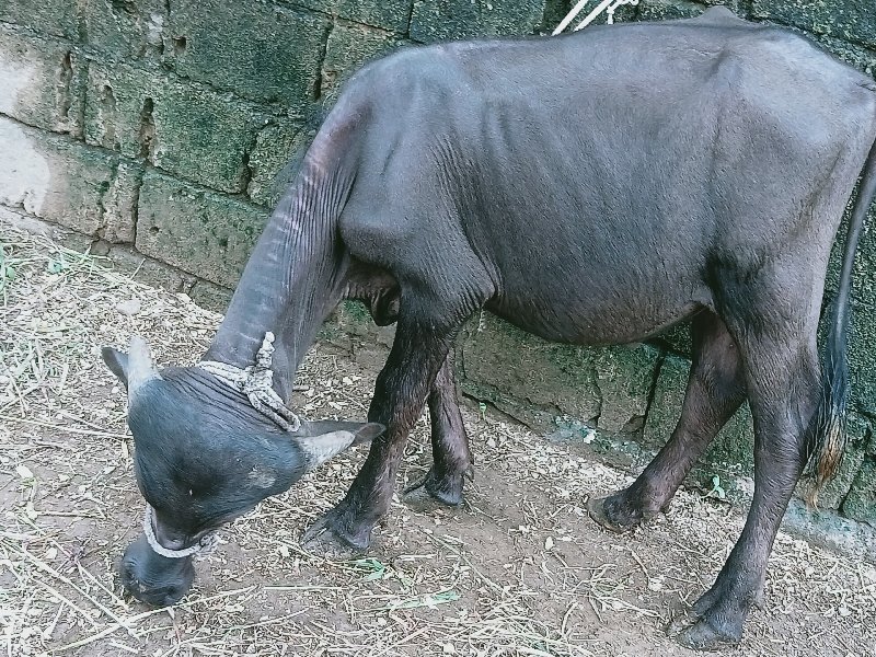 પાડો વેચવાનો છે