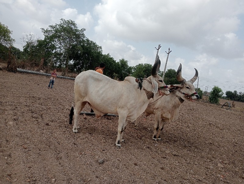 ગોધલા વેચવાના છ...