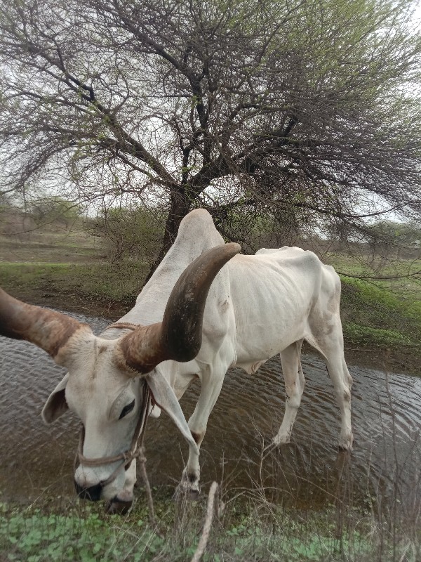 બળધ વેચવાનો સે