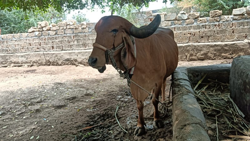 ખાભડી છે🐄