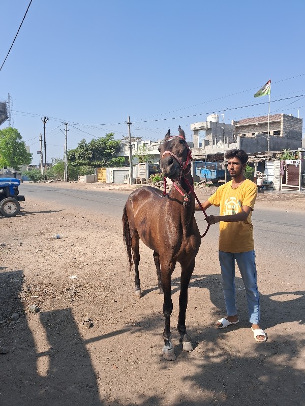 ઘોડી વેચવાની છે