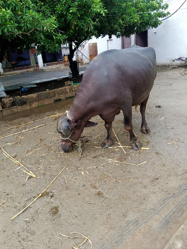 ભેંસ વેચવાની છે