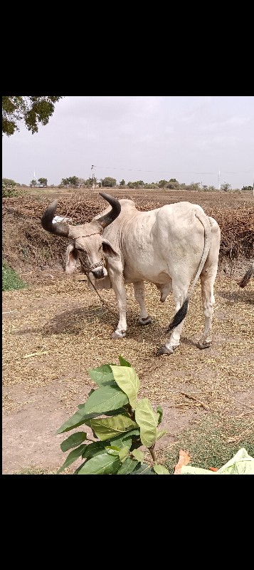 બળદ‌ વેતનાનો‌ છ...