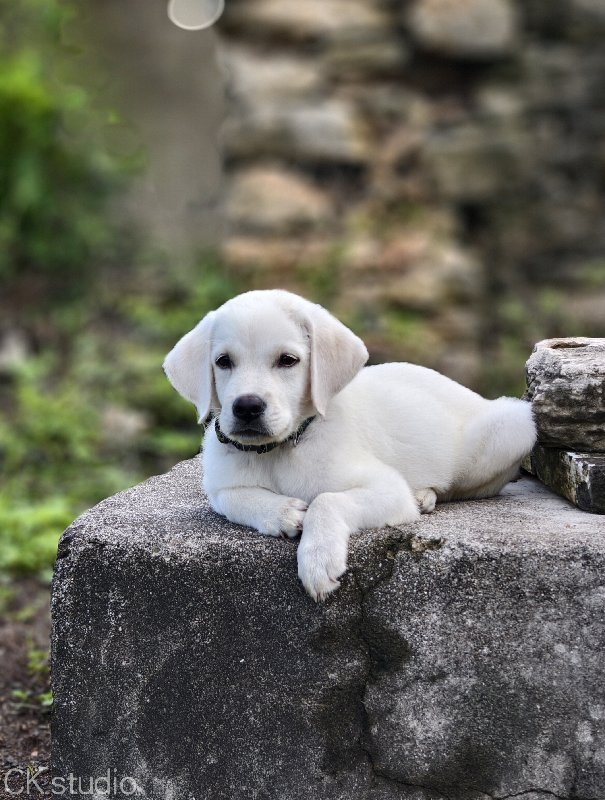 🐕 લેબ્રાડોર વેચ...