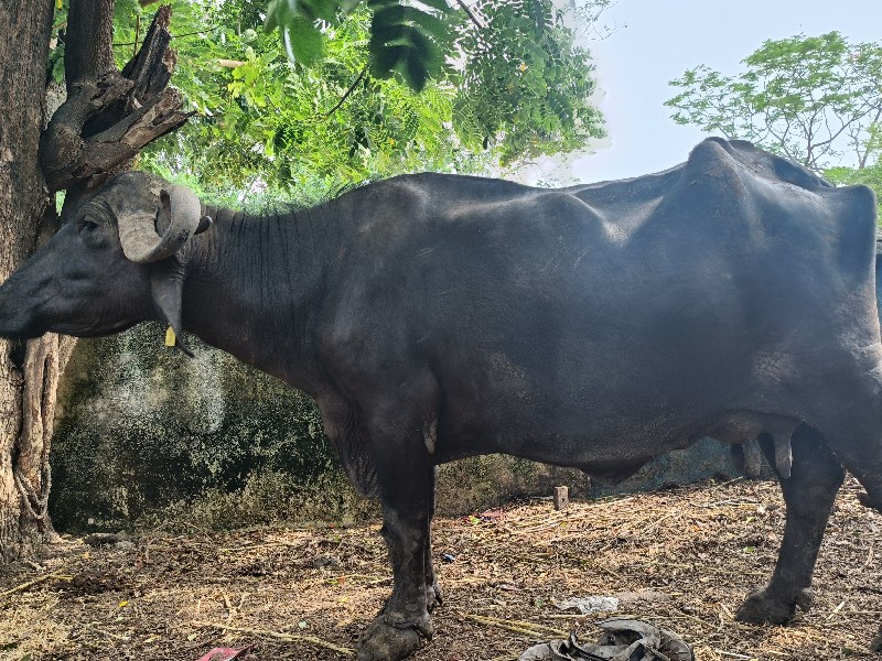 ભેંસ વેચવાની છે