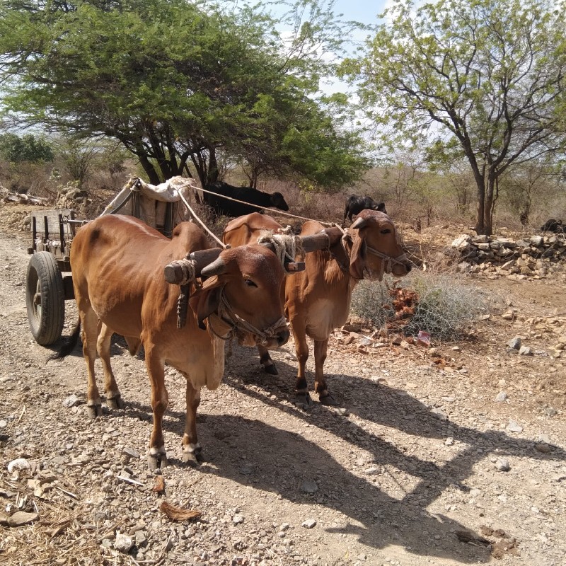 ગોઢલા વેસવા