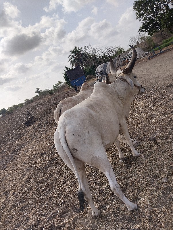 બળદ વેચવાના છે