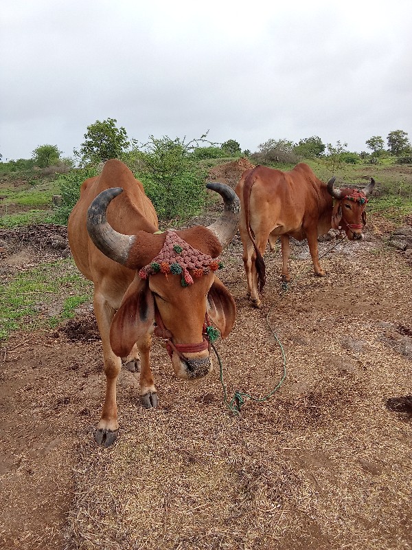 ગોડલાવેચવાનાસે