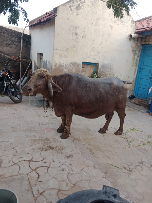 ભૂરી ભેશ વેચવાન...