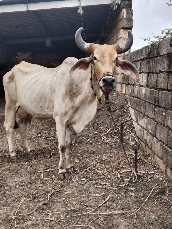 આ ગાય વેચવાની છ...