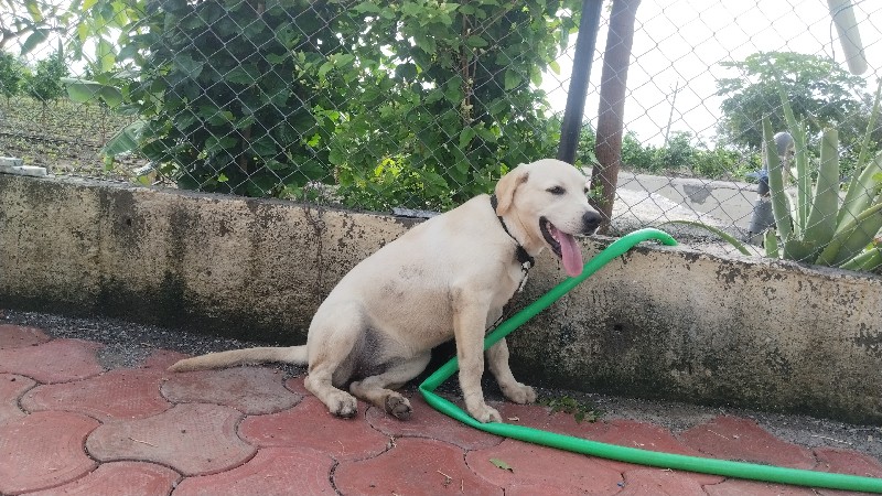 Labrador Female...