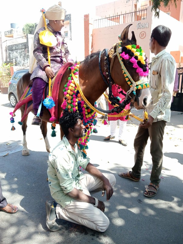 ઘોડીનાસાટામાગાય...