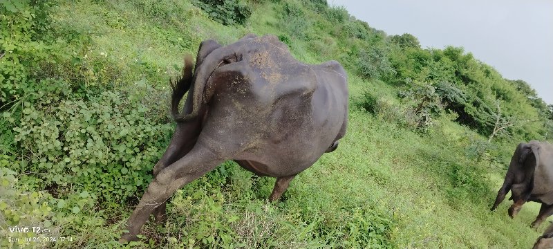 પેલું વેતર ખડેલ...