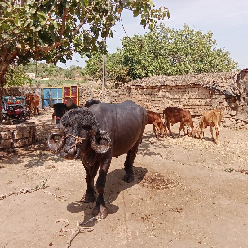 જાફરાબાદી