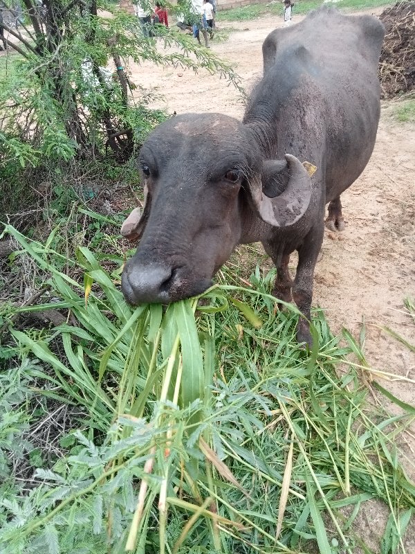 બીજૂ વેતર ભેંસ...