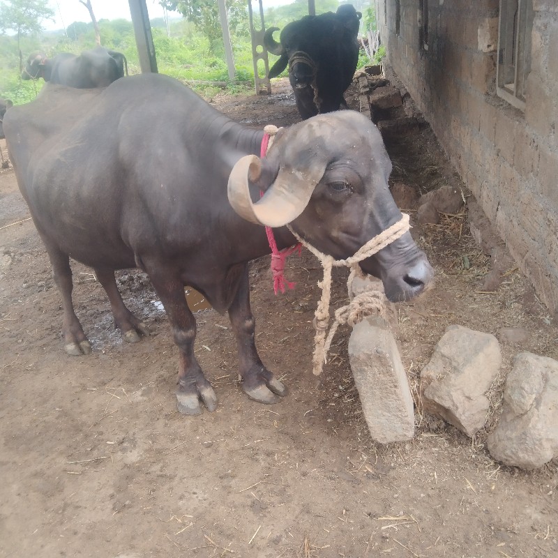 ખડે લી  વેચવાની...