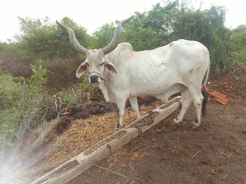 ઓળખી ગામ તાલુકો