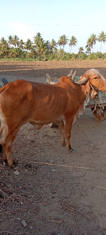 ગીર હોદકી