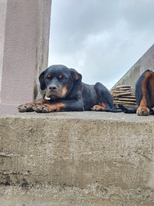 rottweiler dog...