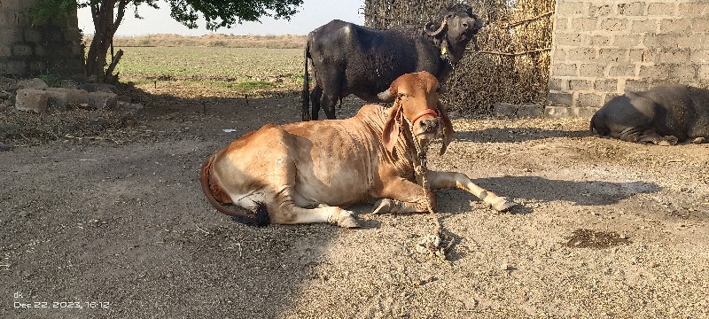 ગીર ગાય નું ઘી