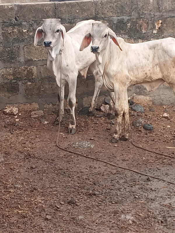 લખુ