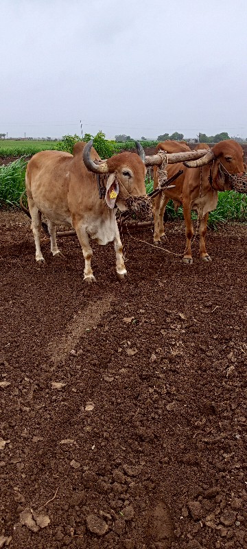 બળદ વેચવાના છે