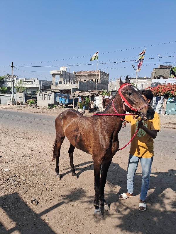 ઘોડી વેચવાની છે