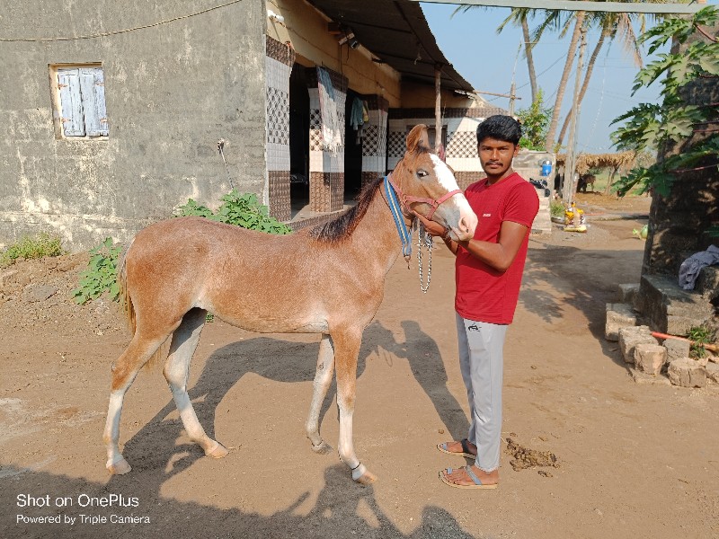 ઘોડી છે