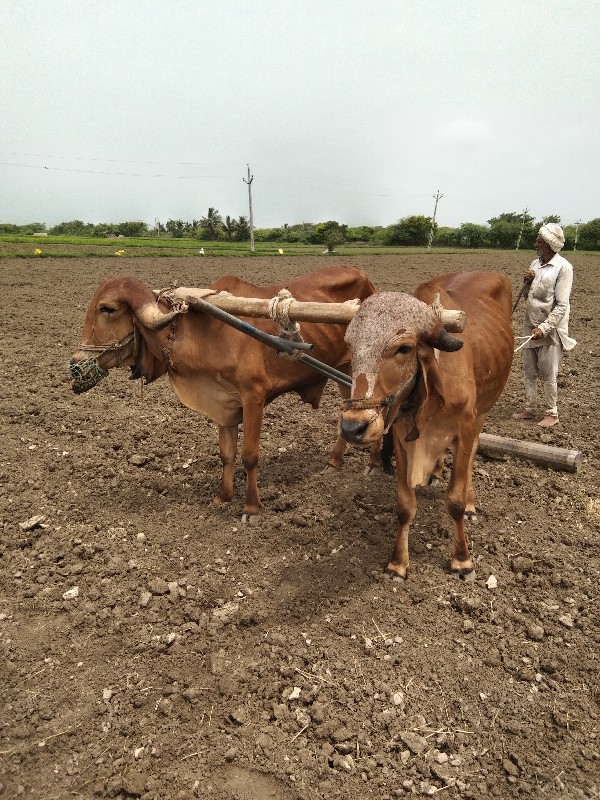 ગોઢલા વેચવાના છ...