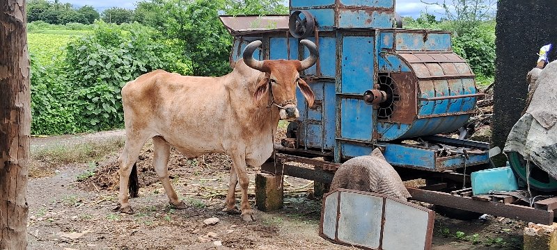 બળદ વેચવાનો છે