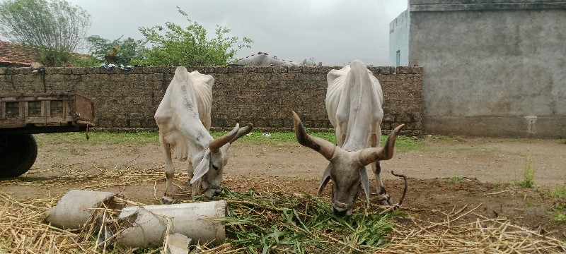 બડદવેચવાનાછે