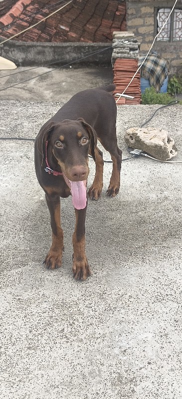 Doberman male