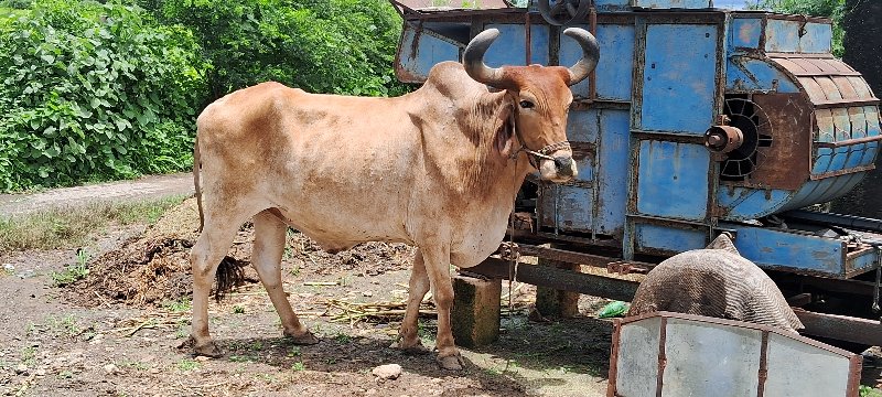 બળદ વેચવાનો છે