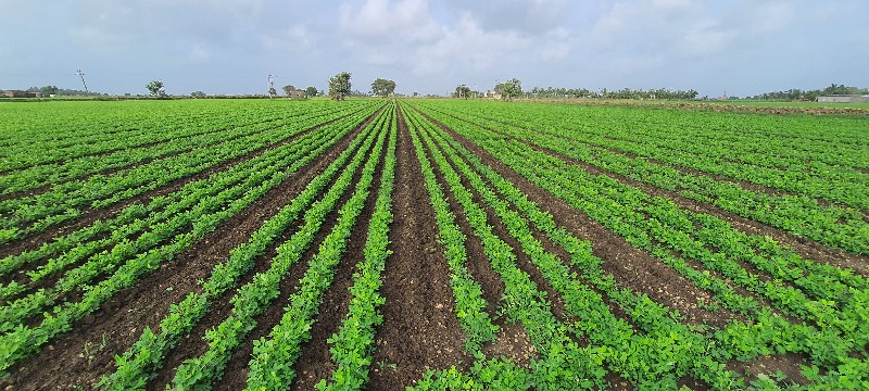 સુલતાનપુર  જમીન...