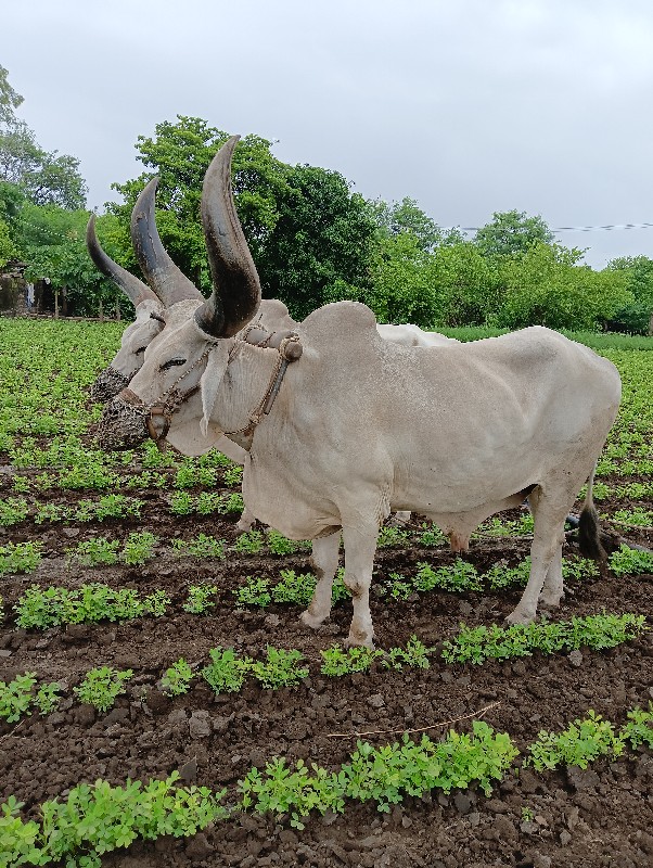 બળદ