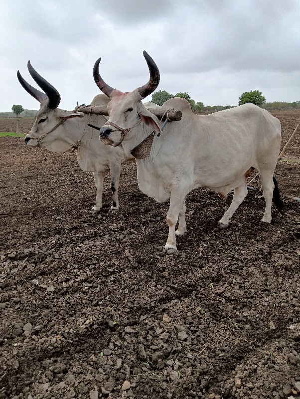 બળદ ગોઢલા વેસવા...