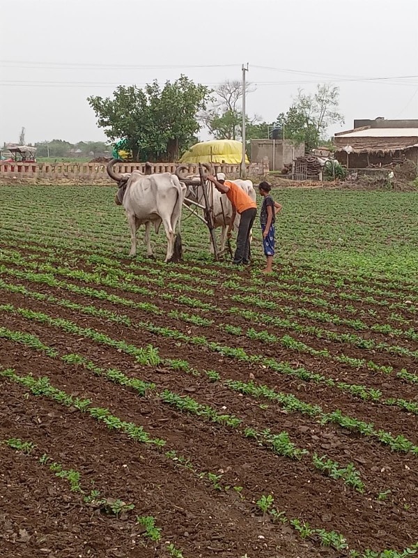 બળદ વેચવાના છે