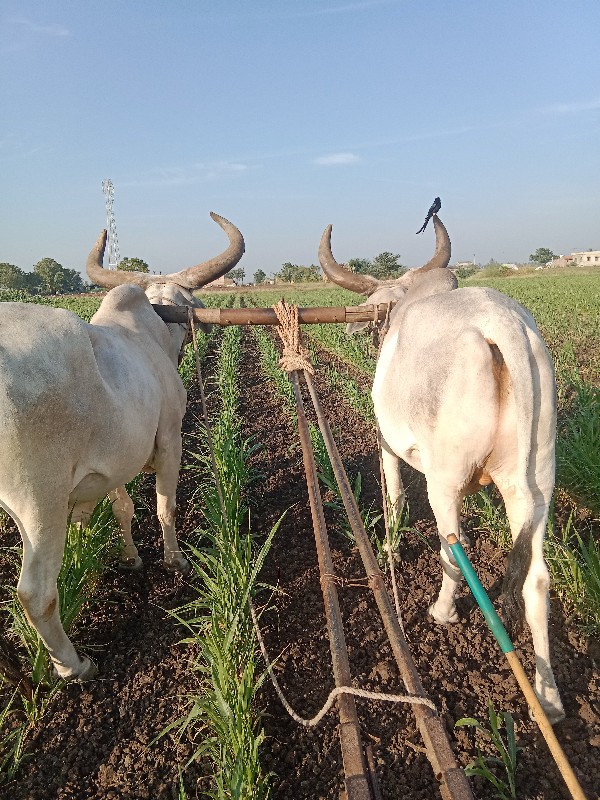 બળદ બેસવાના સે