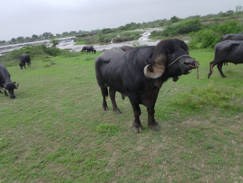 પાડો વેચવાનો